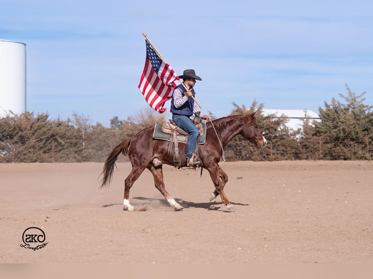 American Quarter Horse Gelding 5 years 14.1 hh Sorrel in Canyon