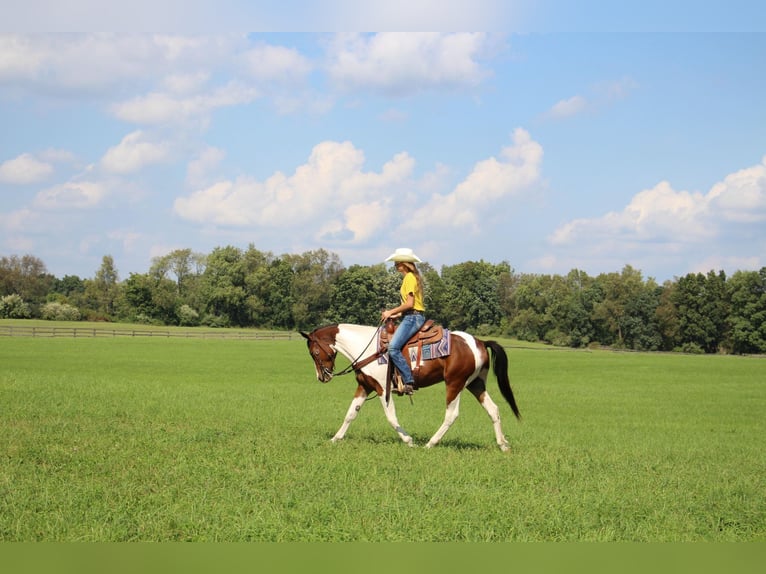 American Quarter Horse Gelding 5 years 14,1 hh Tobiano-all-colors in Highland MI