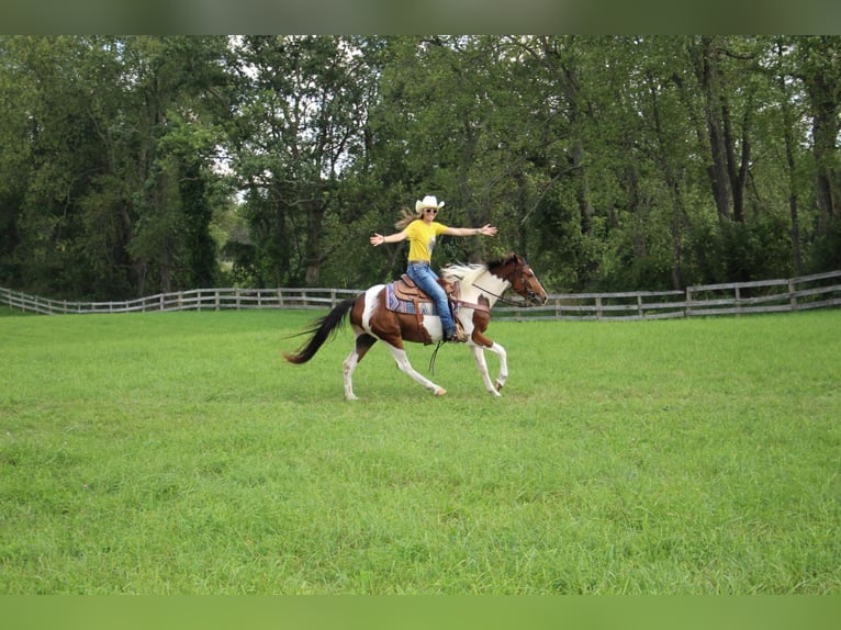 American Quarter Horse Gelding 5 years 14,1 hh Tobiano-all-colors in Highland MI