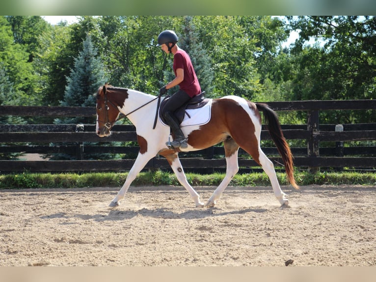 American Quarter Horse Gelding 5 years 14,1 hh Tobiano-all-colors in Highland MI