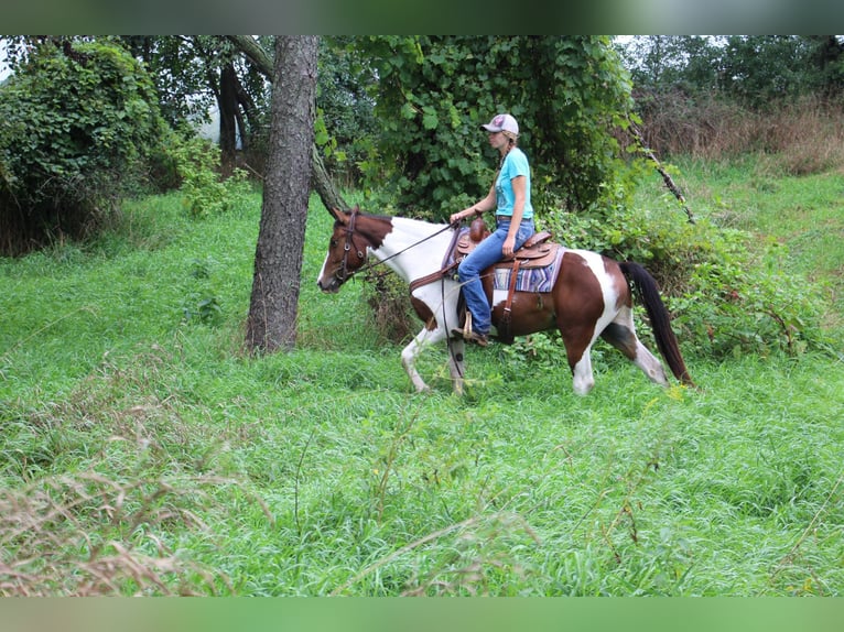 American Quarter Horse Gelding 5 years 14,1 hh Tobiano-all-colors in Highland MI