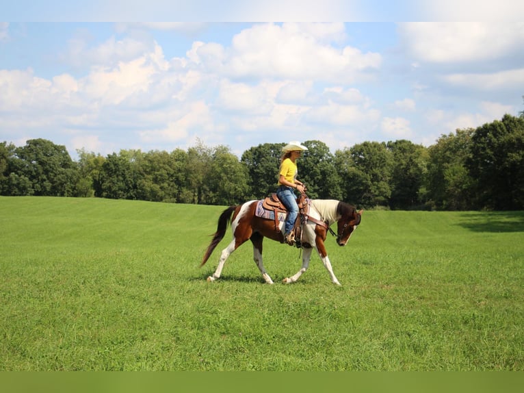 American Quarter Horse Gelding 5 years 14,1 hh Tobiano-all-colors in Howell MI