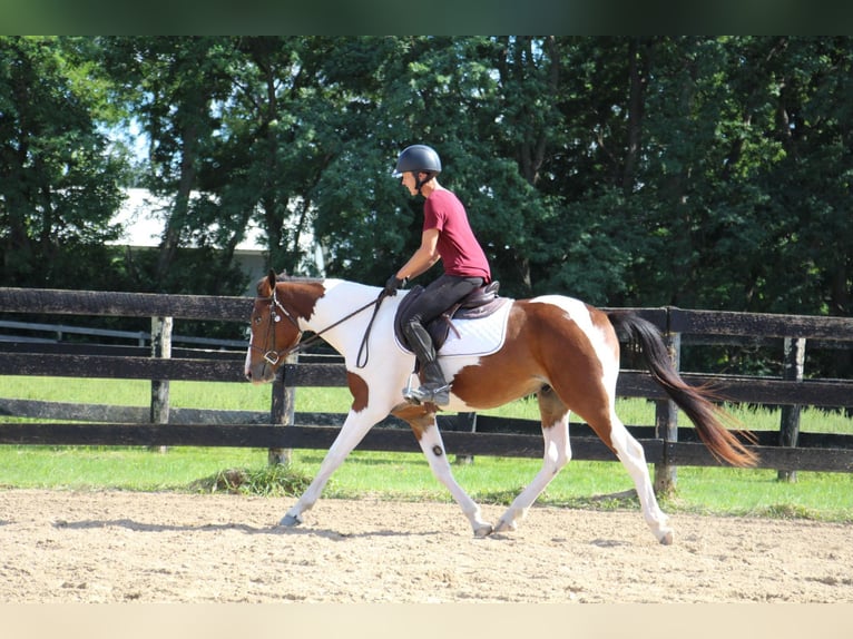 American Quarter Horse Gelding 5 years 14,1 hh Tobiano-all-colors in Howell MI