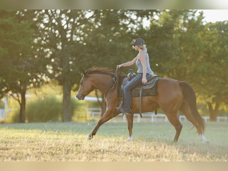 American Quarter Horse Mix Gelding 5 years 14,2 hh Bay in Terrell