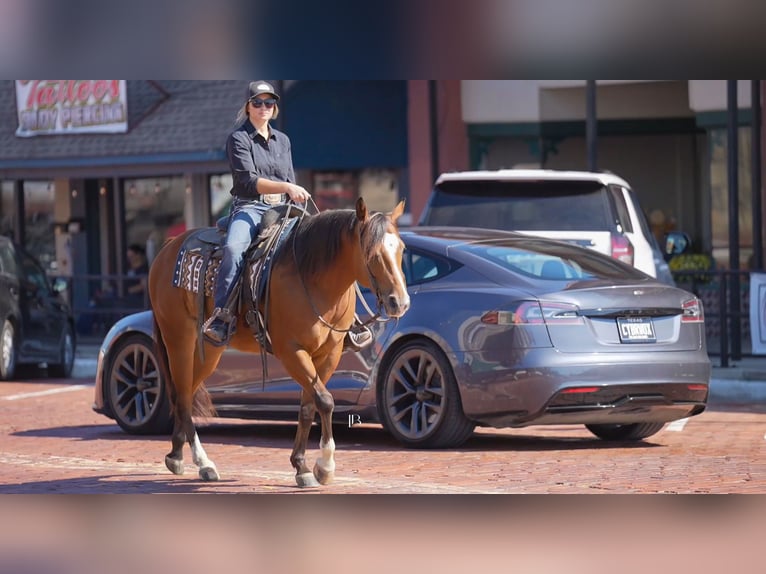 American Quarter Horse Mix Gelding 5 years 14,2 hh Bay in Terrell