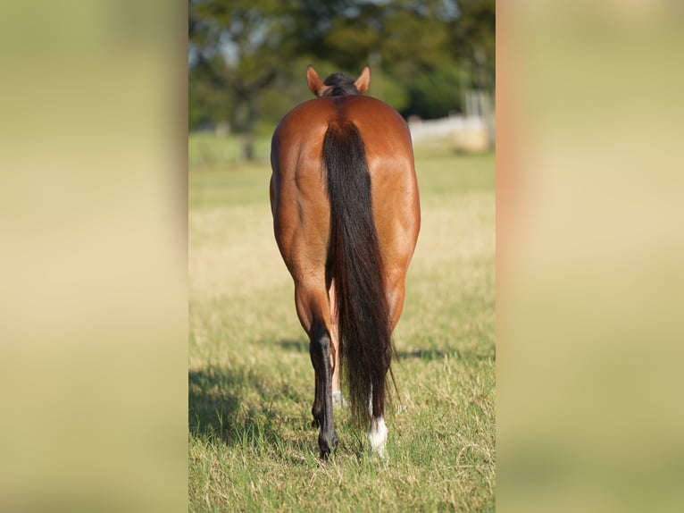 American Quarter Horse Mix Gelding 5 years 14,2 hh Bay in Terrell