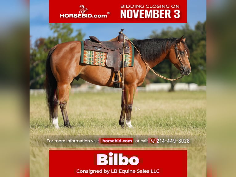 American Quarter Horse Mix Gelding 5 years 14,2 hh Bay in Terrell