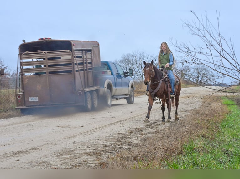 American Quarter Horse Gelding 5 years 14.2 hh Bay in Keytesville