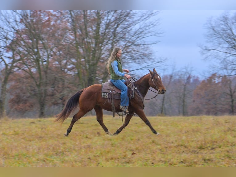 American Quarter Horse Gelding 5 years 14.2 hh Bay in Keytesville