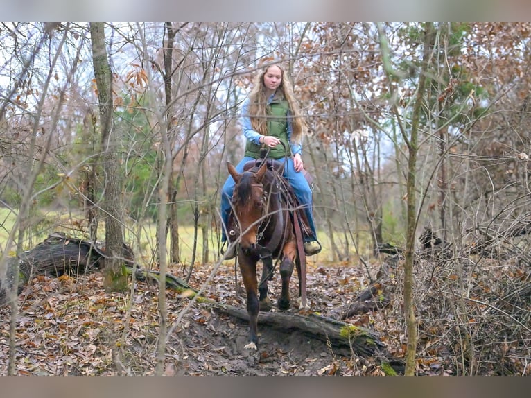 American Quarter Horse Gelding 5 years 14.2 hh Bay in Keytesville