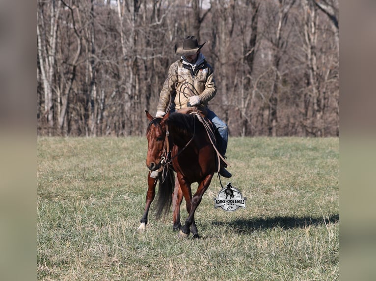 American Quarter Horse Gelding 5 years 14.2 hh Bay in Mount Vernon