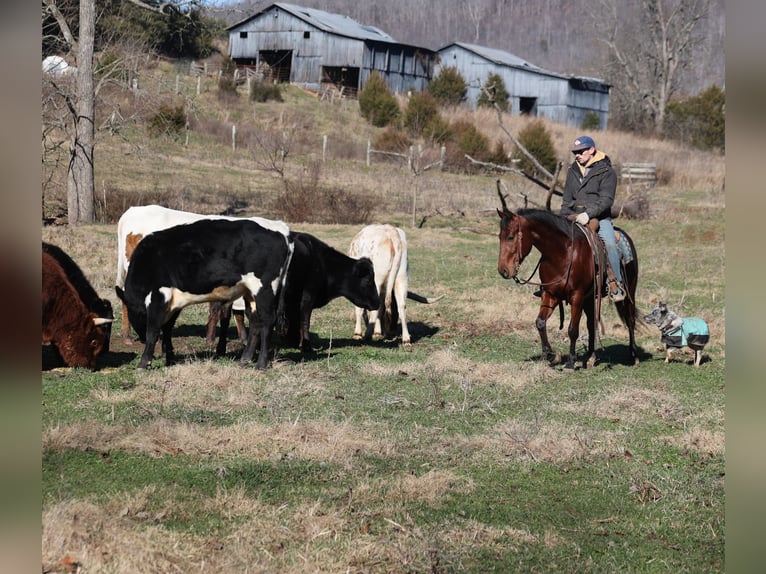 American Quarter Horse Gelding 5 years 14.2 hh Bay in Mount Vernon