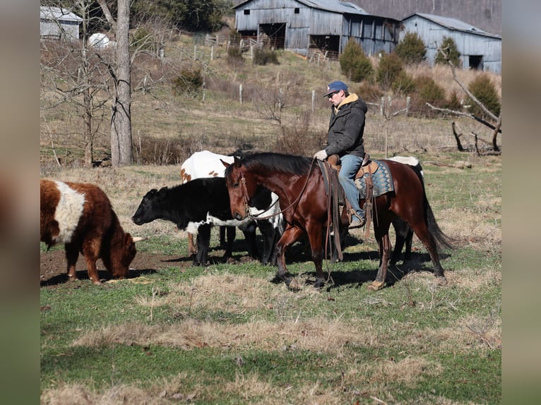 American Quarter Horse Gelding 5 years 14.2 hh Bay in Mount Vernon