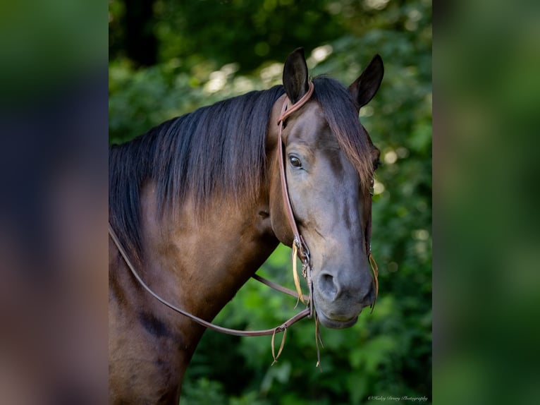 American Quarter Horse Mix Gelding 5 years 14,2 hh Bay in Auburn, KY