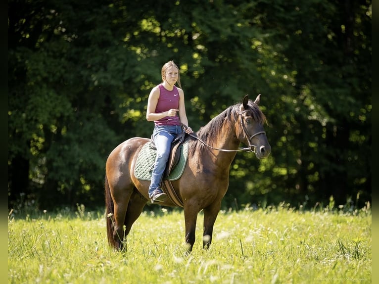 American Quarter Horse Mix Gelding 5 years 14,2 hh Bay in Auburn, KY