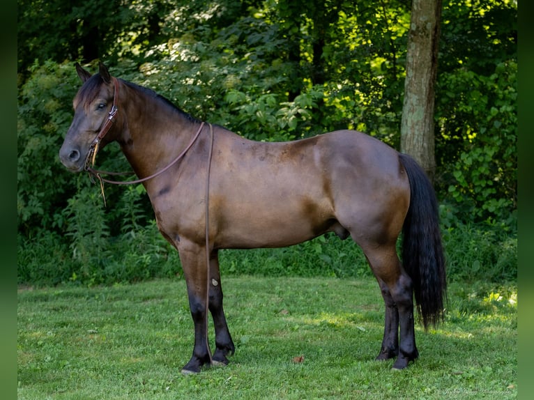 American Quarter Horse Mix Gelding 5 years 14,2 hh Bay in Auburn, KY