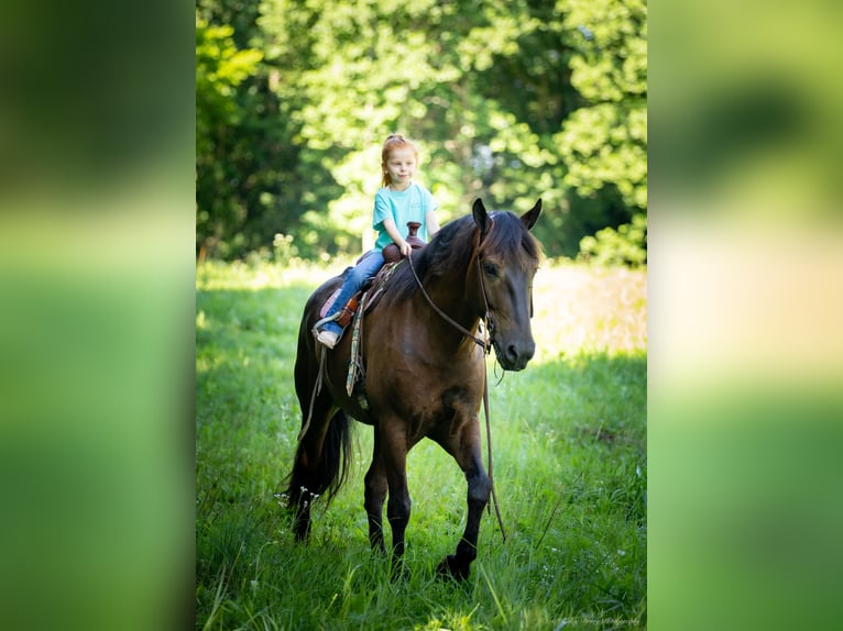 American Quarter Horse Mix Gelding 5 years 14,2 hh Bay in Auburn, KY