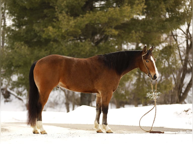 American Quarter Horse Mix Gelding 5 years 14.2 hh Bay in Millersburg