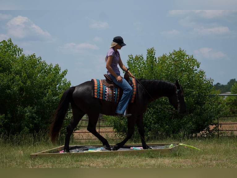 American Quarter Horse Gelding 5 years 14,2 hh Black in Huntsville TX