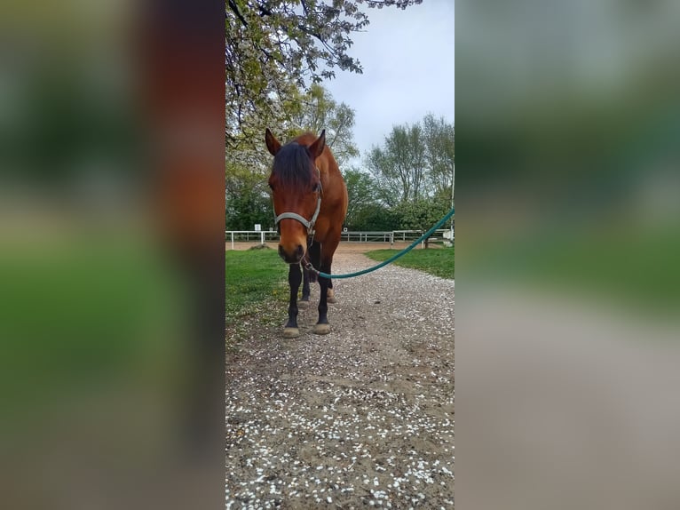 American Quarter Horse Gelding 5 years 14.2 hh Brown in Stade