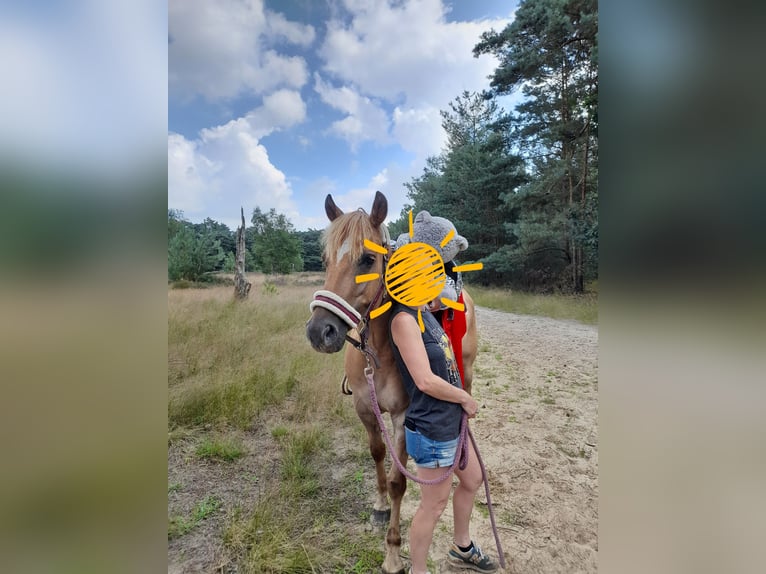 American Quarter Horse Mix Gelding 5 years 14,2 hh Brown-Light in Helmond