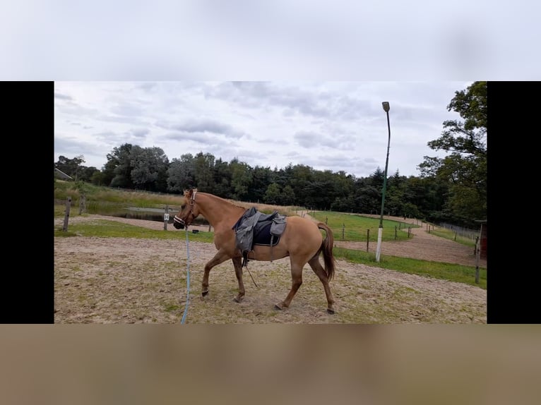 American Quarter Horse Mix Gelding 5 years 14,2 hh Brown-Light in Helmond