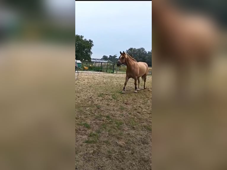 American Quarter Horse Mix Gelding 5 years 14,2 hh Brown-Light in Helmond