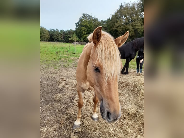 American Quarter Horse Mix Gelding 5 years 14,2 hh Brown-Light in Helmond