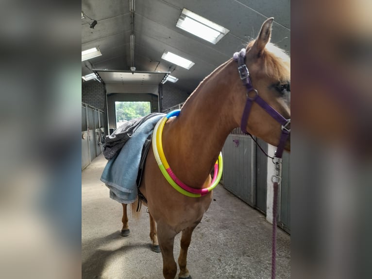 American Quarter Horse Mix Gelding 5 years 14,2 hh Brown-Light in Helmond