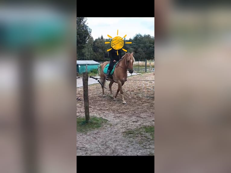 American Quarter Horse Mix Gelding 5 years 14,2 hh Brown-Light in Helmond