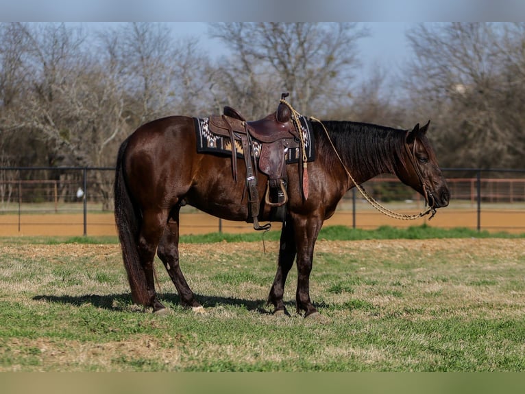 American Quarter Horse Gelding 5 years 14.2 hh Brown in Joshua