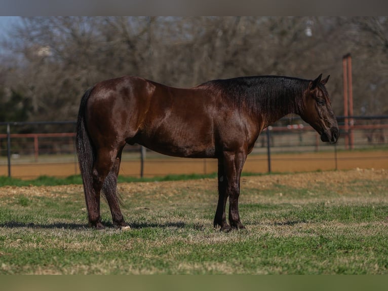 American Quarter Horse Gelding 5 years 14.2 hh Brown in Joshua