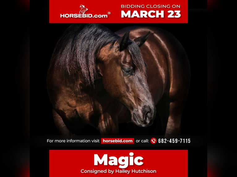 American Quarter Horse Gelding 5 years 14.2 hh Brown in Joshua