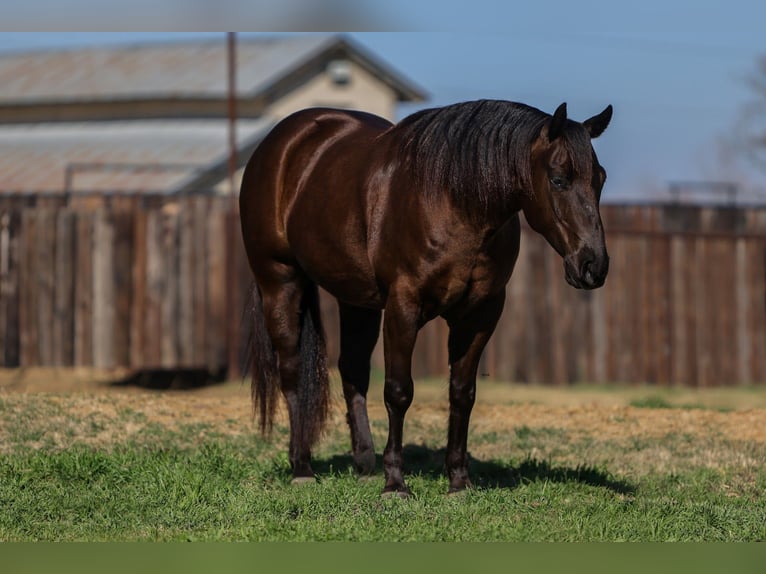 American Quarter Horse Gelding 5 years 14.2 hh Brown in Joshua