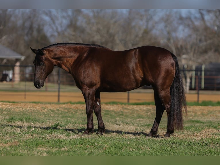 American Quarter Horse Gelding 5 years 14.2 hh Brown in Joshua