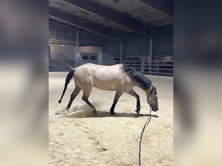 American Quarter Horse Gelding 5 years 14,2 hh Buckskin in Kappelen