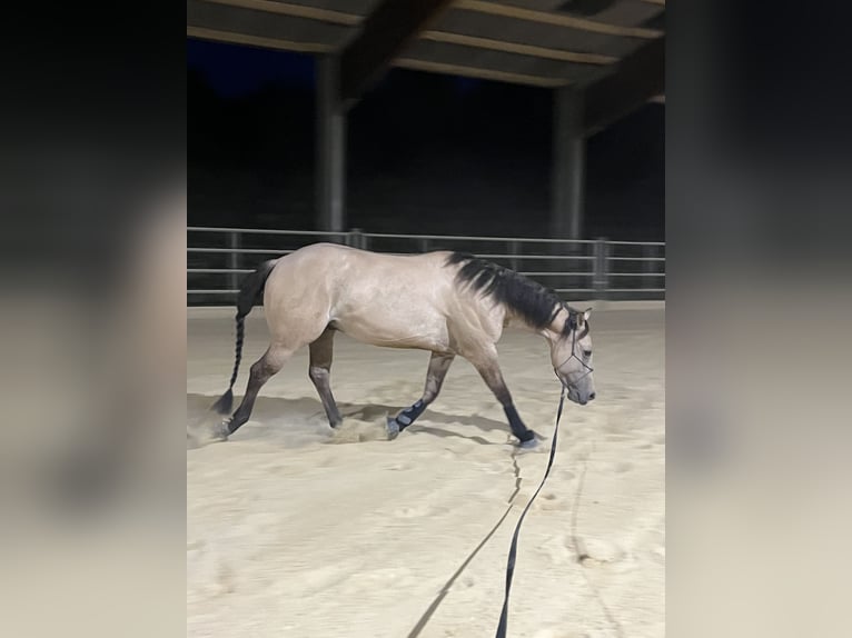 American Quarter Horse Gelding 5 years 14,2 hh Buckskin in Kappelen