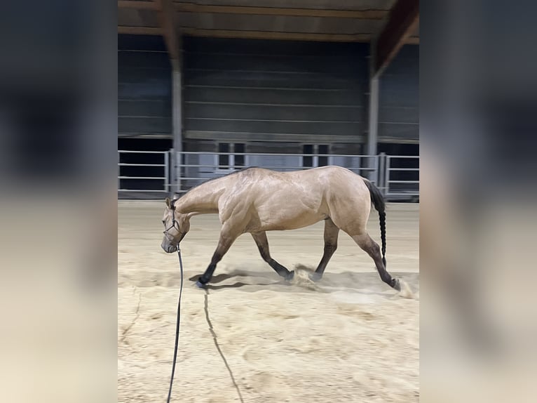 American Quarter Horse Gelding 5 years 14,2 hh Buckskin in Kappelen