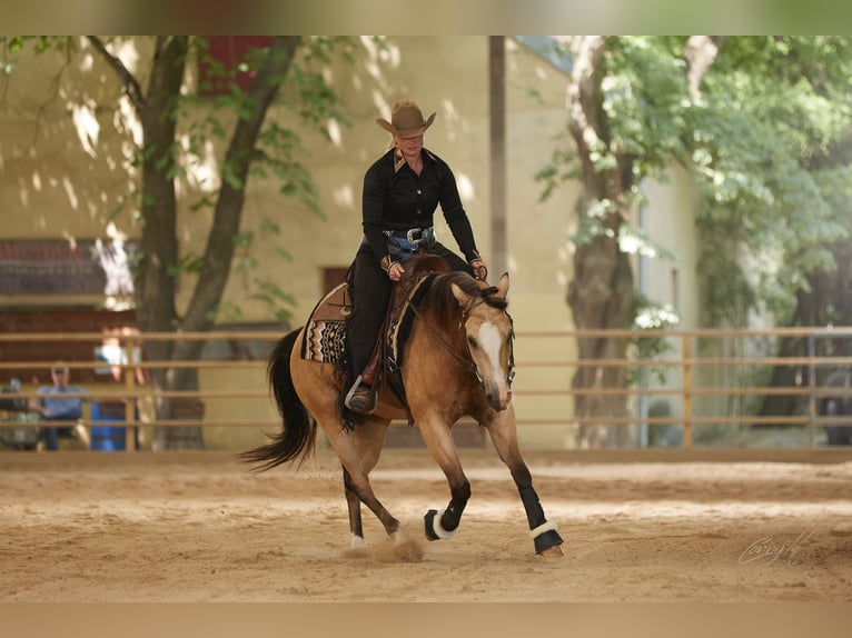 American Quarter Horse Gelding 5 years 14.2 hh Buckskin in Pöls