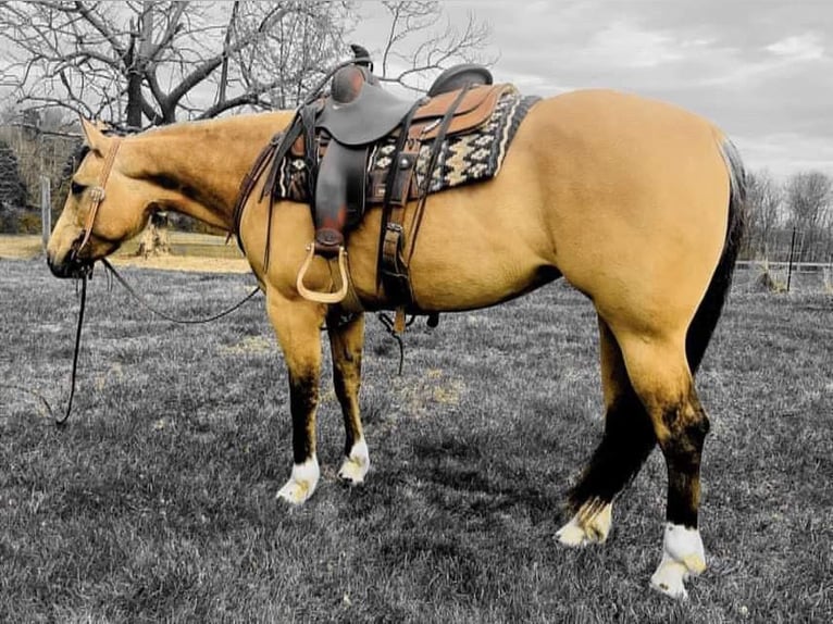 American Quarter Horse Gelding 5 years 14,2 hh Buckskin in Sonora Ky