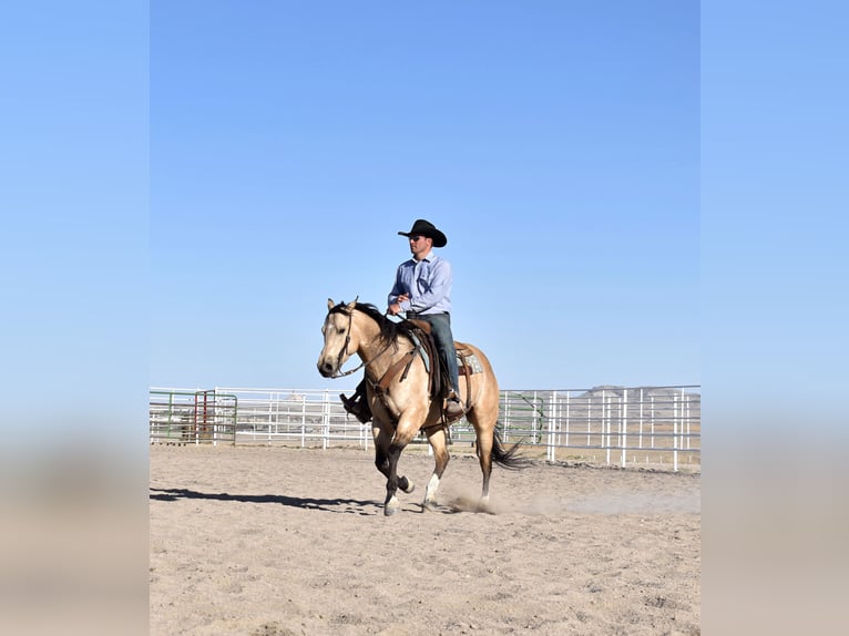 American Quarter Horse Gelding 5 years 14,2 hh Buckskin in Bayard, Nebraska