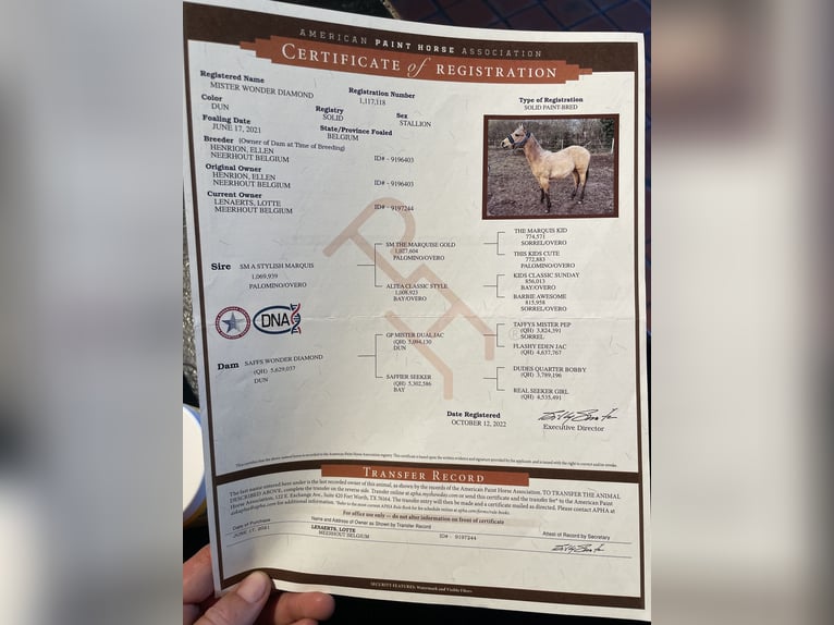 American Quarter Horse Mix Gelding 5 years 14.2 hh Buckskin in Meerhout