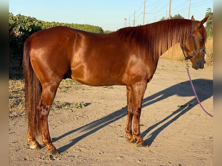 American Quarter Horse Gelding 5 years 14,2 hh Chestnut in Waterford, CA