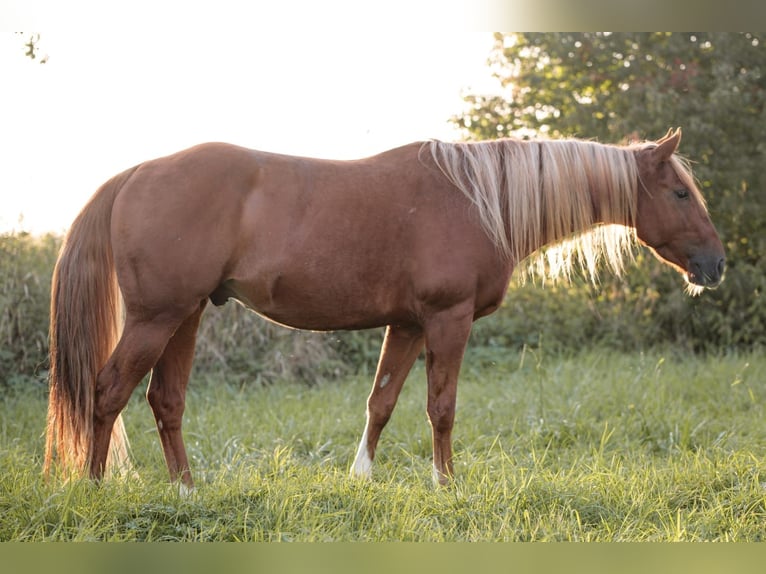 American Quarter Horse Gelding 5 years 14,2 hh Chestnut-Red in Stulln