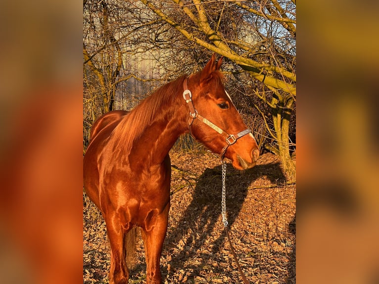 American Quarter Horse Gelding 5 years 14,2 hh Chestnut-Red in Kürten