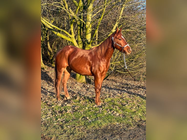 American Quarter Horse Gelding 5 years 14,2 hh Chestnut-Red in Kürten