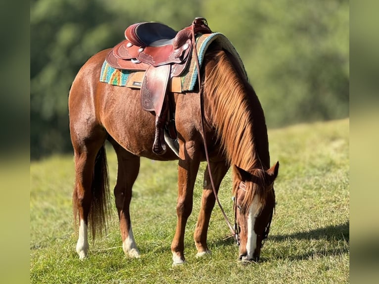 American Quarter Horse Gelding 5 years 14,2 hh Chestnut-Red in Welling