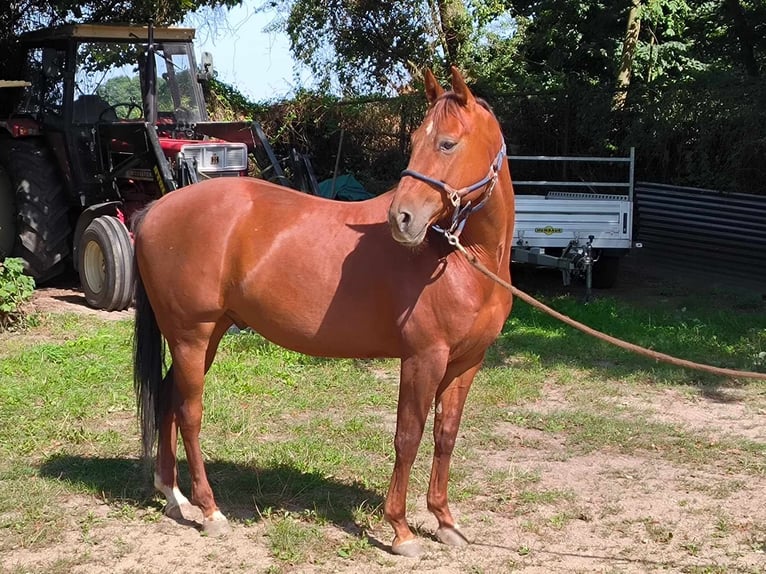 American Quarter Horse Gelding 5 years 14,2 hh Chestnut-Red in Nahrendorf