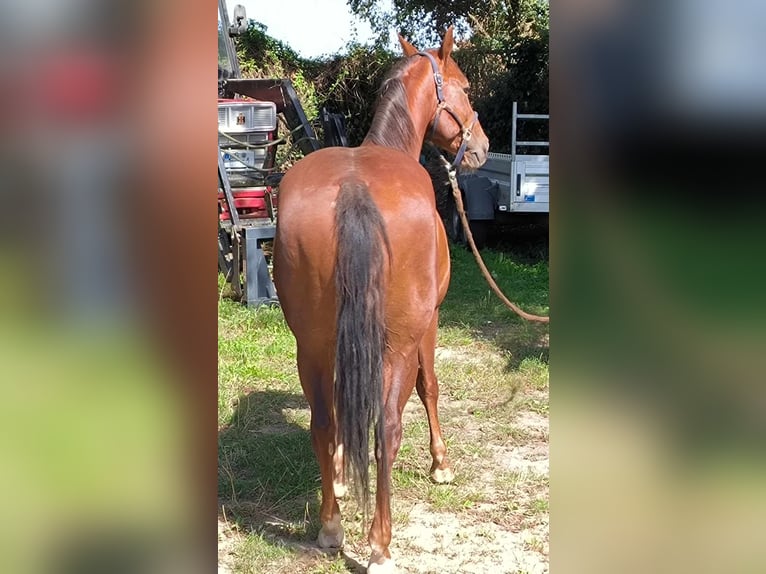 American Quarter Horse Gelding 5 years 14,2 hh Chestnut-Red in Nahrendorf