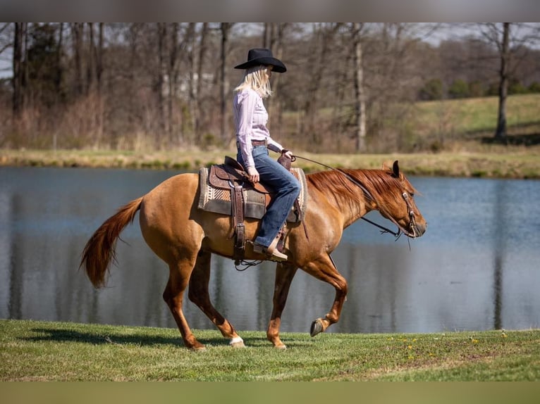 American Quarter Horse Gelding 5 years 14,2 hh Dun in MADISONVILLE, KY